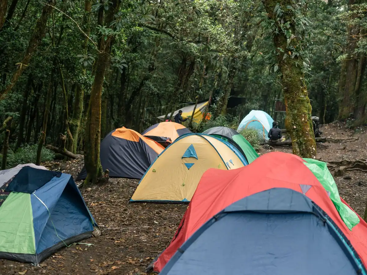 Camping forestier paisible avec des tentes colorées installées parmi de hauts arbres